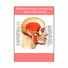 Плакат Vivay Проекція м'язів голови на череп (вид збоку) А3 (8240)