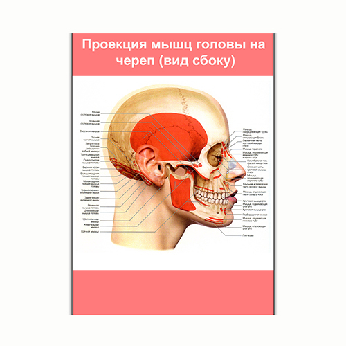 Плакат Vivay Проекція м'язів голови на череп (вид збоку) А3 (8240)