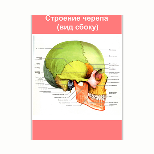 Плакат Vivay Будова черепа (вид збоку) А3 (8168)