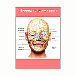 Плакат Vivay Нервова система обличчя А3 (8256)