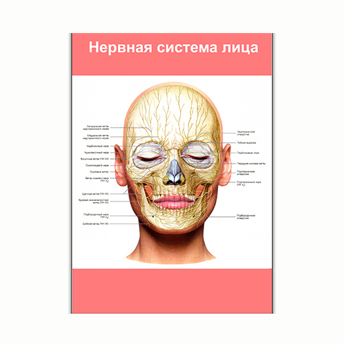 Плакат Vivay Нервова система обличчя А3 (8256)