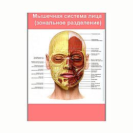 Плакат Vivay М'язова система обличчя (зональне розділення) А3 (8216)