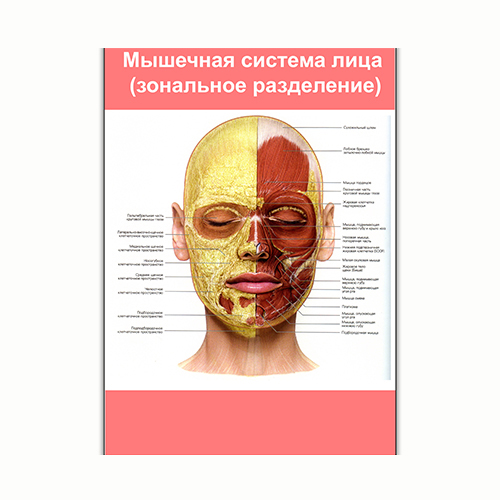 Плакат Vivay М'язова система обличчя (зональне розділення) А3 (8216)