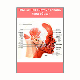 Плакат Vivay М'язова система голови (вид збоку) А3 (8232)