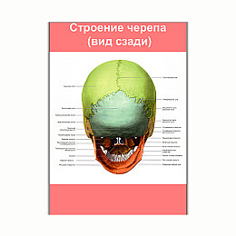 Плакат Vivay Будова черепа (вид ззаду) А3 (8176)