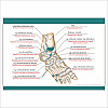 Плакат Vivay Foot в медицинский кабинет А3 (9266)