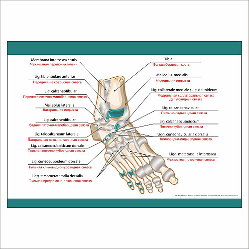 Плакат Vivay Foot в медицинский кабинет А3 (9266)