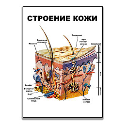 Плакат Vivay Будова шкіри А3