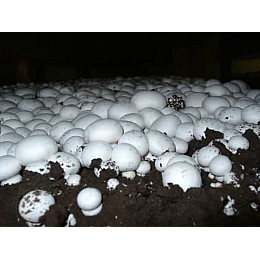 Пророщенный комплект белого шампиньона TripleX ФАЗА 3 (hub_fiQw57032)