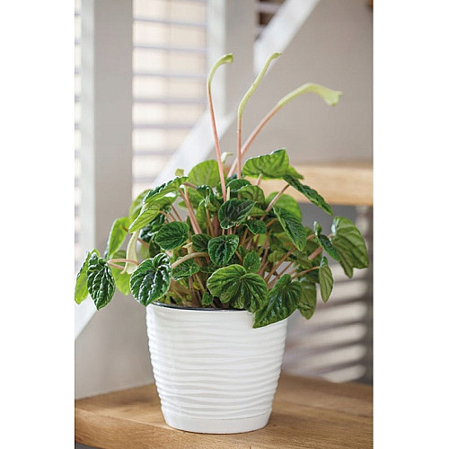 Горшок для цветов Sahara mini-13 1 л белый Form-Plastic