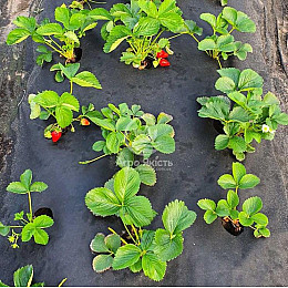 Агроткань для грядок и парника Shadow 50 г/м2 1.07 х 50 м Черный