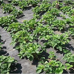 Агроткань для грядок и парника Shadow 50 г/м2 1.07 х 50 м Черный