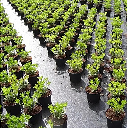 Агроткань застилочная от сорняков Shadow 100 г/м2 1,1 х 10 м Черный