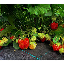 Агротекстиль для клубники против сорняков Shadow 100 г/м2 1,7 х 10 м Черный