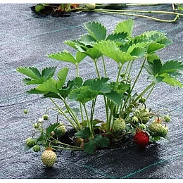 Агроткань для мульчирования грядок застилочная Shadow 100 г/м2 1,7 х 5 м Черный