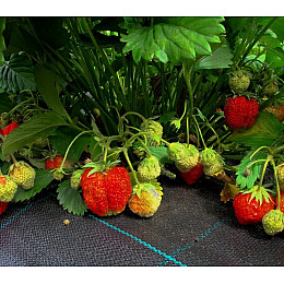 Агроткань против сорняков Shadow полипропиленовая 100 г/м2 3,4 х 5 м Черный