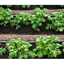 Капельная лента эмиттерная для полива парников GOLDEN DRIP 500 м iz16478