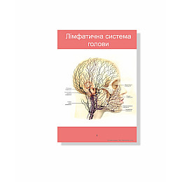 Методическое пособие Vivay Анатомічна система обличчя А4 18 с (hub_1gd58z)