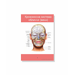 Методическое пособие Vivay Анатомічна система обличчя А4 18 с (hub_1gd58z)