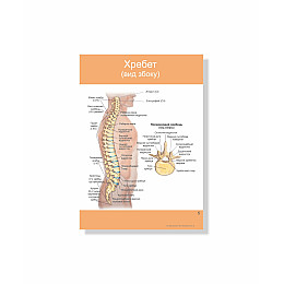Методическое пособие Vivay Кісткова система людини А4 27 с (hub_7sme0p)
