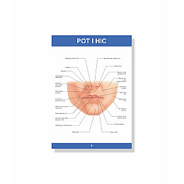 Методическое пособие Vivay Пластична анатомія А4 18 с (hub_uyn0pr)