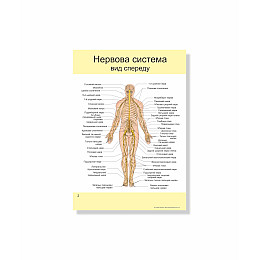 Методическое пособие Vivay Нервова система А4 12 с (hub_m9gmz2)