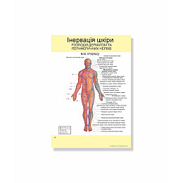 Методическое пособие Vivay Нервова система А4 12 с (hub_m9gmz2)