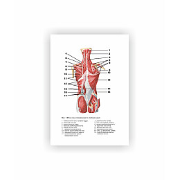 Методическое пособие Vivay М’язова система людини А4 40 с (hub_c34gr4)