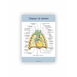 Методическое пособие Vivay Лімфатична система А4 10 с (hub_32kii4)