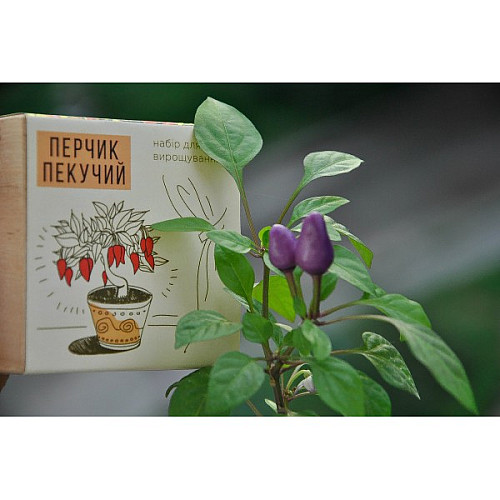 Экокуб перчик набор для выращивания растений (ytrewq543233)
