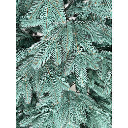 Искусственная елка литая голубая Cruzo Софіївська 2,3м.