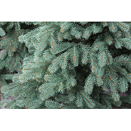 Елка голубая литая Cruzo "Элит" 2,1м.