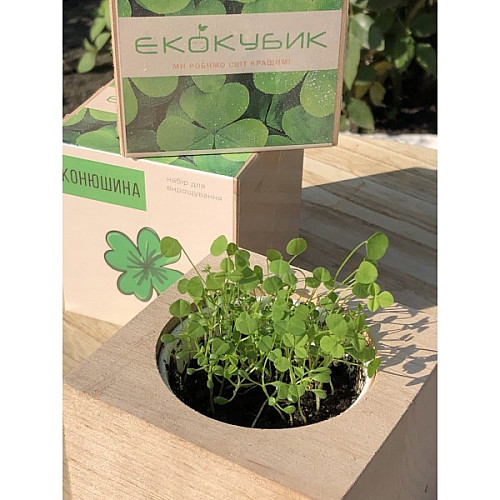 Экокуб клевер набор для выращивания растений (ytrewq54321)