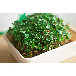 Подарочный набор для выращивания Микрогрина Редис