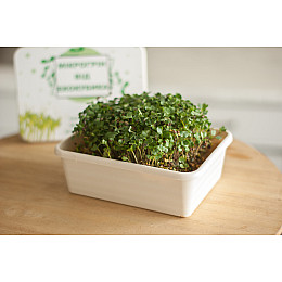 Подарочный набор Экокубик для Микрогрина Базилик