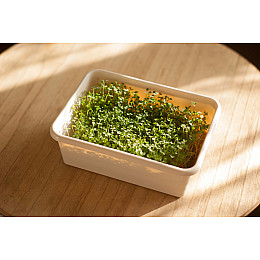 Подарочный набор Экокубик для Микрогрина Люцерна