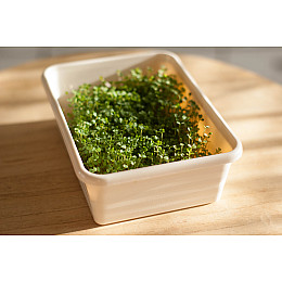 Подарочный набор Экокубик для Микрогрина Горох