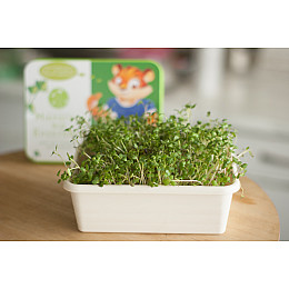 Подарочный набор Экокубик для Микрогрина Редис