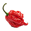 Набор для выращивания острого перца Pepper-X Carolina Reaper Red 750 г