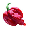 Набор для выращивания острого перца Pepper-X Trinidad Scorpion Moruga Red 750 г