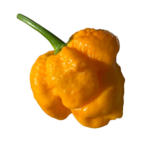 Набор для выращивания острого перца Pepper-X 7 Pot Brain Strain Yellow 750 г
