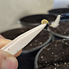 Набор для выращивания острого перца Pepper-X 7 Pot Brain Strain Yellow 750 г