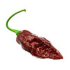 Набор для выращивания острого перца Pepper-X Bhut Jolokia Chocolate 750 г