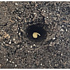Набор для выращивания острого перца Pepper-X Bhut Jolokia Chocolate 750 г