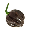 Набор для выращивания острого перца Pepper-X Habanero Chocolate 750 г