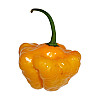 Набор для выращивания острого перца Pepper-X Scotch Bonnet Yellow 750 г