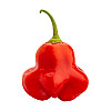 Набор для выращивания острого перца Pepper-X Bishops Crown 750 г