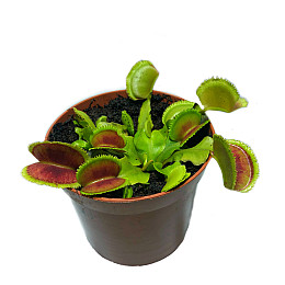 Растение Хищник Венерина мухоловка Дентана L AlienPlants Dionaea muscipula Dentate Plants