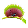 Рослина Хижак Венерина мухоловка Дентана L AlienPlants Dionaea muscipula Dentate Plants