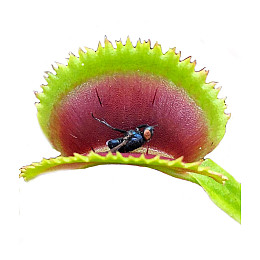 Рослина Хижак Венерина мухоловка Дентана L AlienPlants Dionaea muscipula Dentate Plants